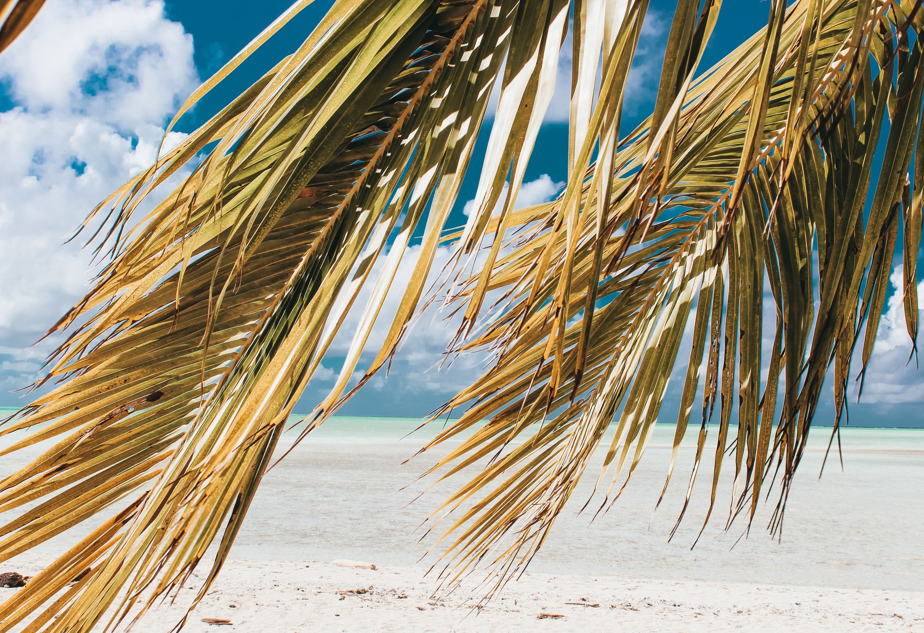 White sand through the palms