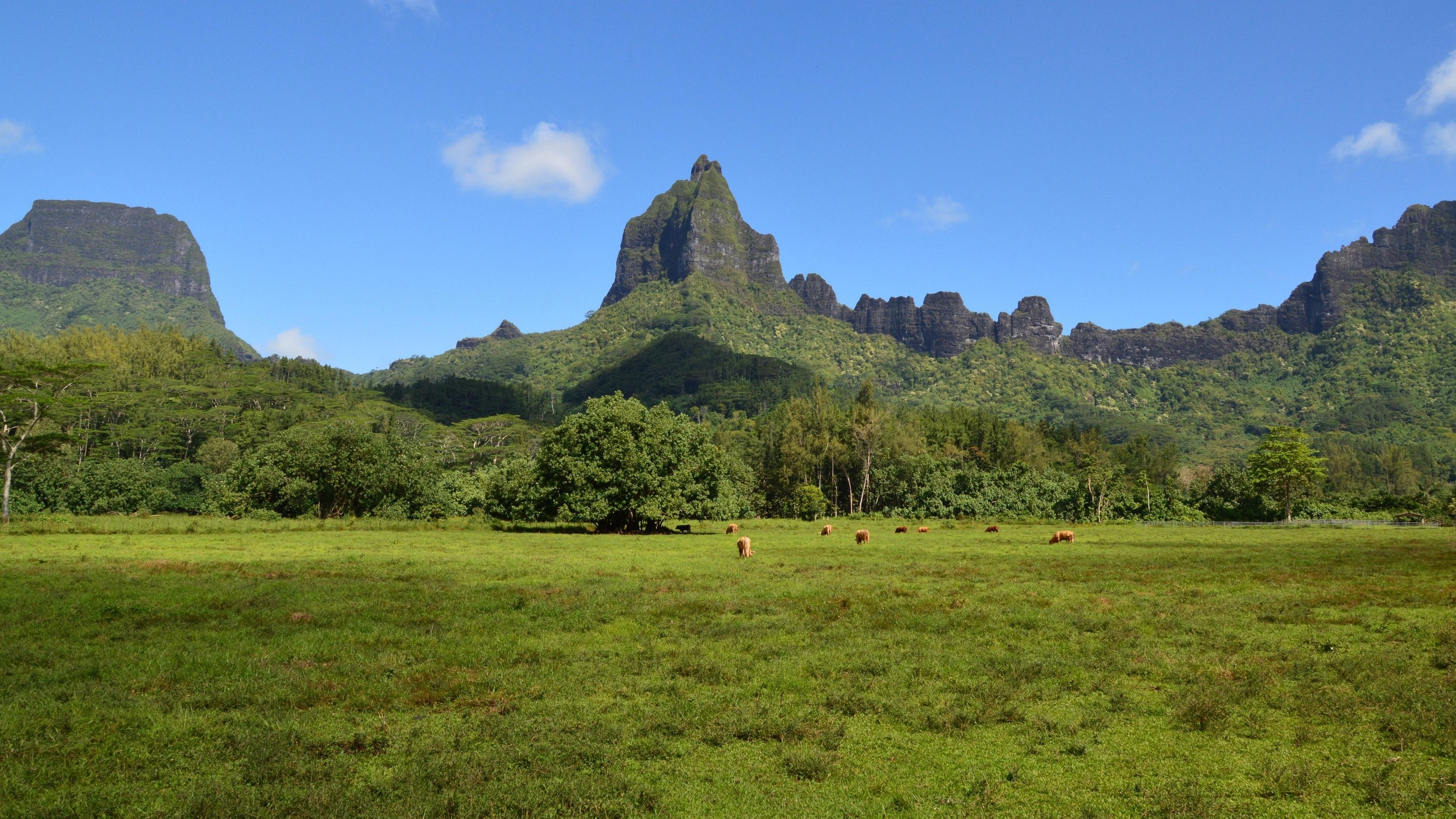 Mount Tohivea, Moorea