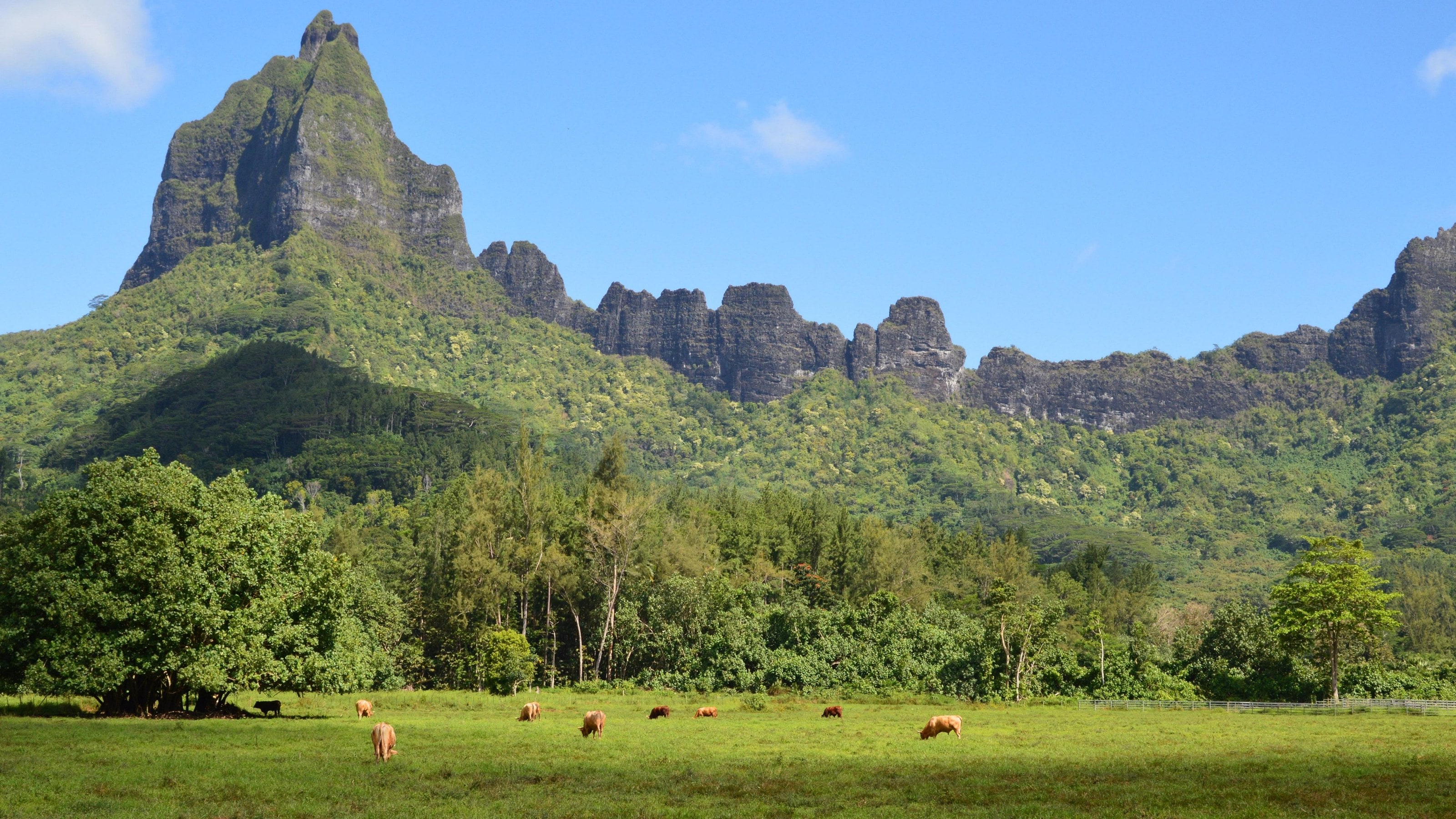 Moorea's green interior