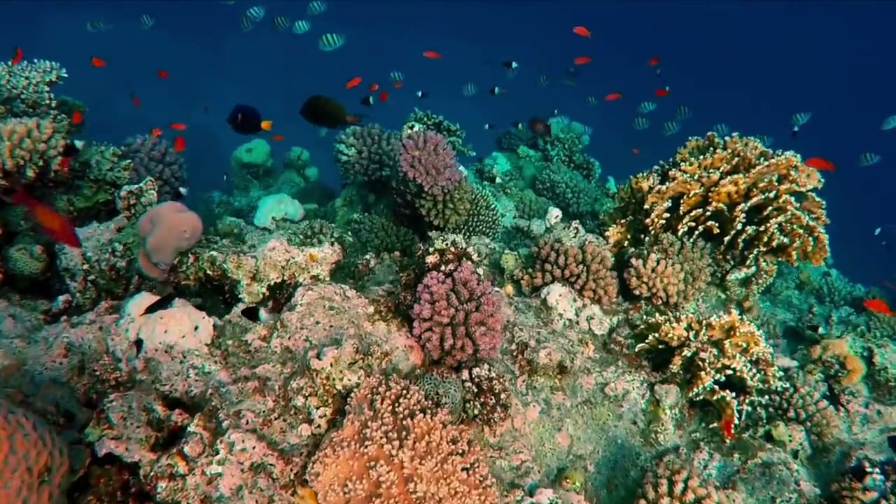 Coral and reef fish beneath the boat